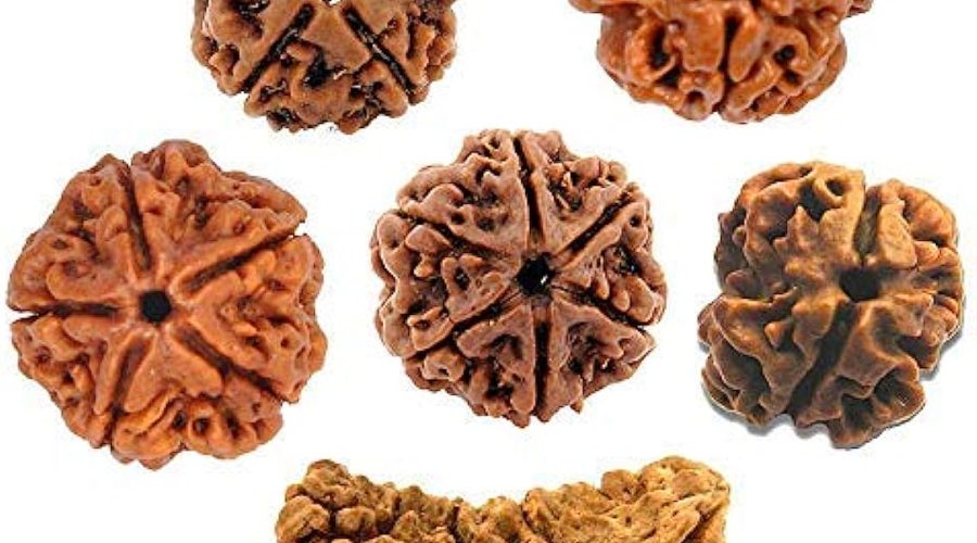 Rudraksha's